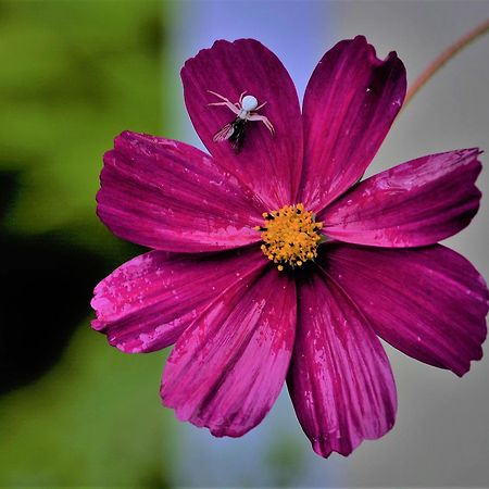 Apartment Im Garten 9 غارغازون المظهر الخارجي الصورة