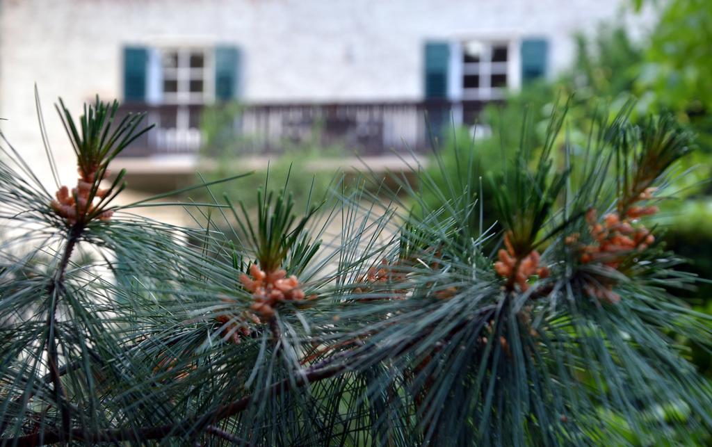 Apartment Im Garten 9 غارغازون المظهر الخارجي الصورة